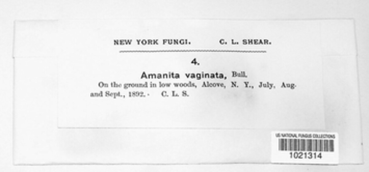 Amanita vaginata image